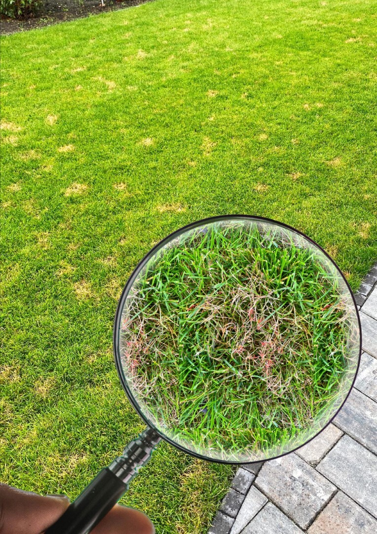 Gekke vlekjes in het gras rare sliertjes rood en bruin gras in gazon (Groot) (1).jpg