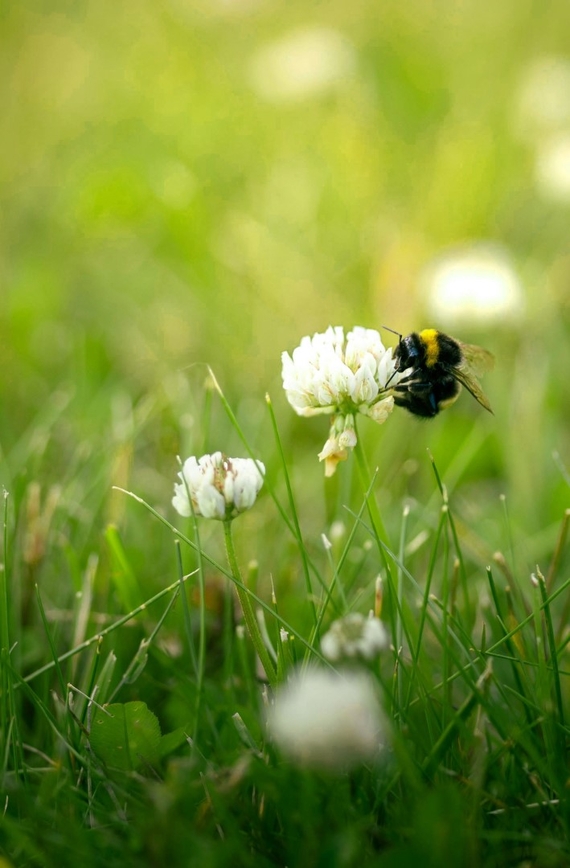 bloemetjes in het gras zonder dat ze je gazon overnemen Trifolium repens (Groot).jpg