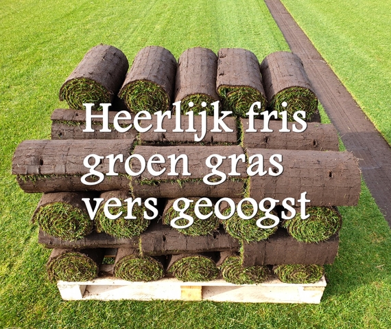 graszoden kopen afhalen den bosch online bestellen levering goedkoop prijs per meter