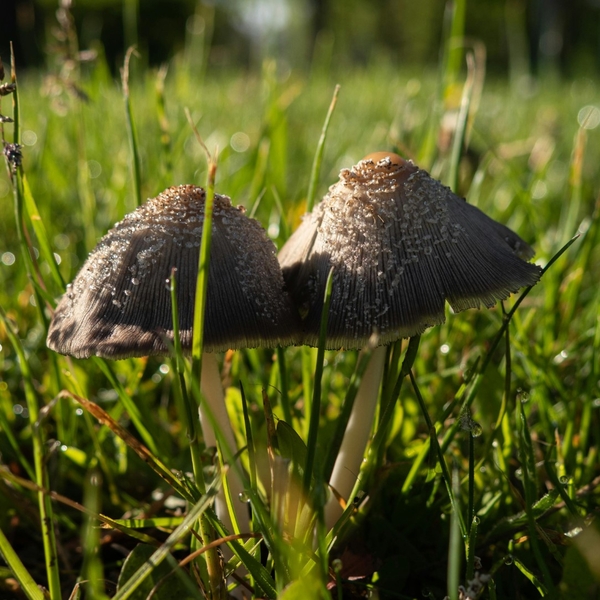 Paddestoelen in grasveld - hoe komt dat?