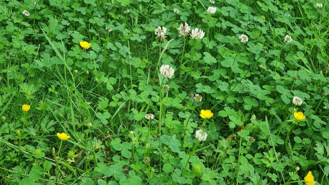 Bloemetjes in je gazon, gele en witte bloemen onkruid in gras, klavertjes