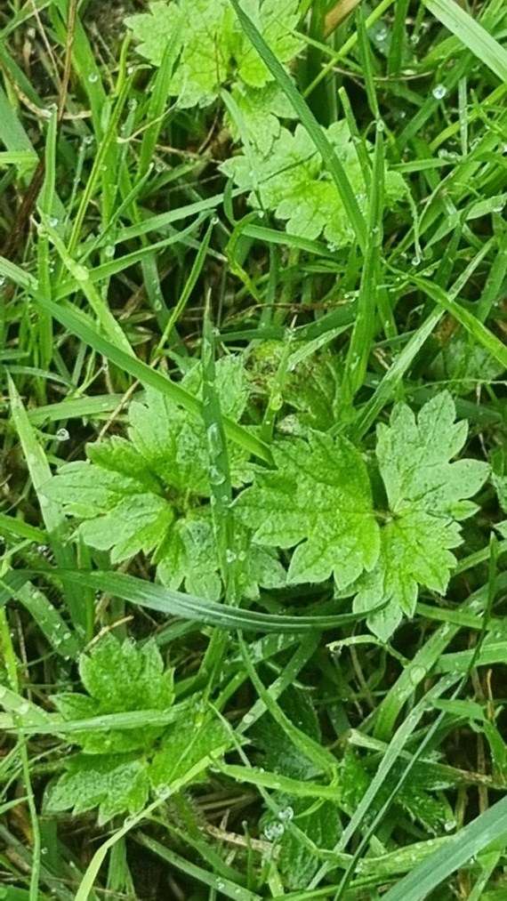Plantje met puntige blaadjes in je gazon of grasveld herkennen?