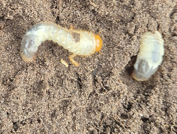 Engerling larve witte worm met bruin-oranje kop