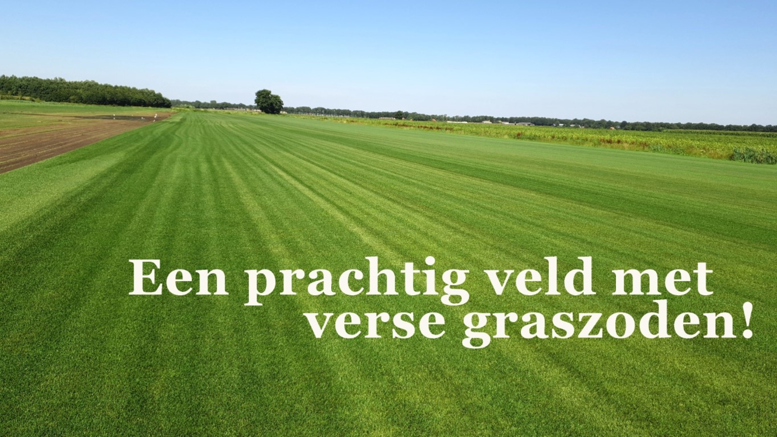 verse graszoden vlak veld grasmatten kwekerij emmen drenthe gazon ellermann goedkoopste (Middel) (1).jpg
