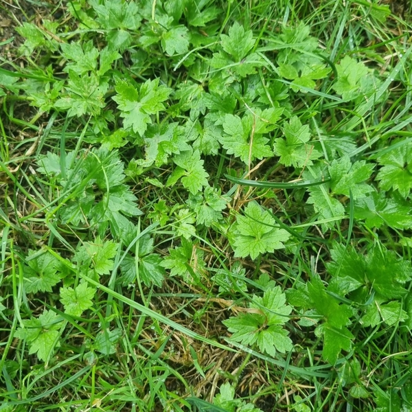Kruidachtig plantje in je gazon - wat is dat?