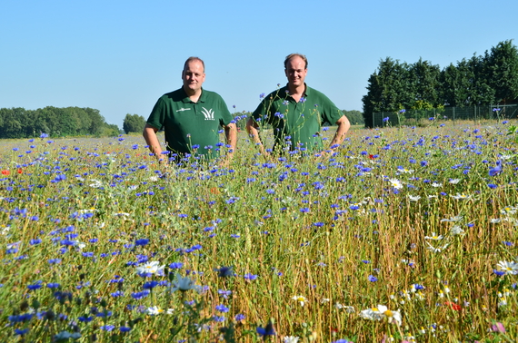 Ellermann graszoden natuurbeheer