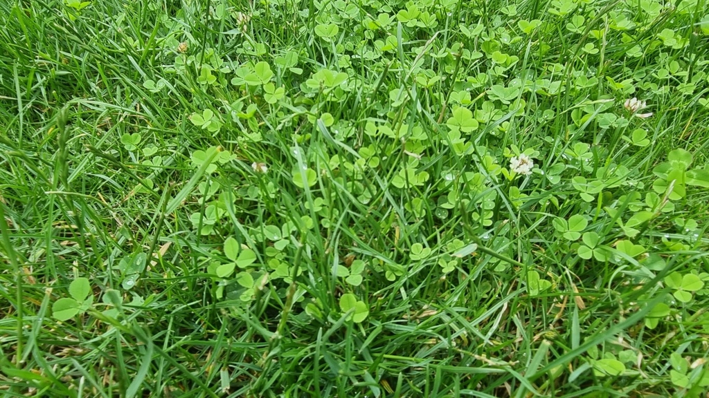 Veel klavertjes in het gras - klavertje drie met witte bloemetjes in gazon