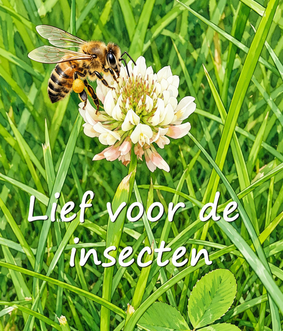 insectvriendelijk gazon met bloemetjes trekt bijen aan