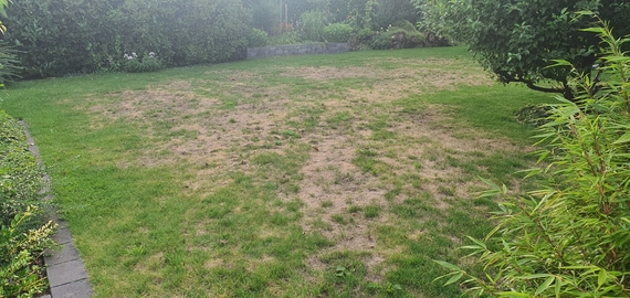 Gazon met engerlingen - kale plekken - dood gras