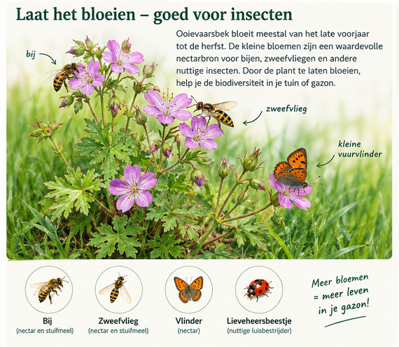 Ooievaarsbek laten bloeien voor de insecten - meer dieren in je gras