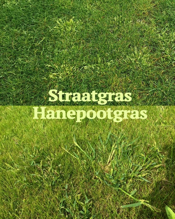 straat gras in een vers gezaaide grasmat wilde pluimen groot gras