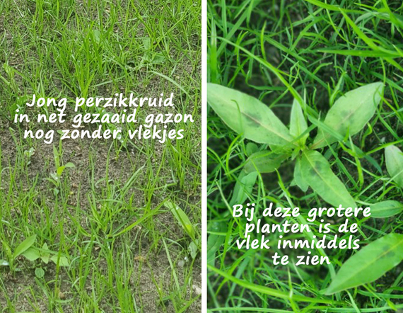 Perzikkruid  herkennen  - plantje in gazon met vlekjes
