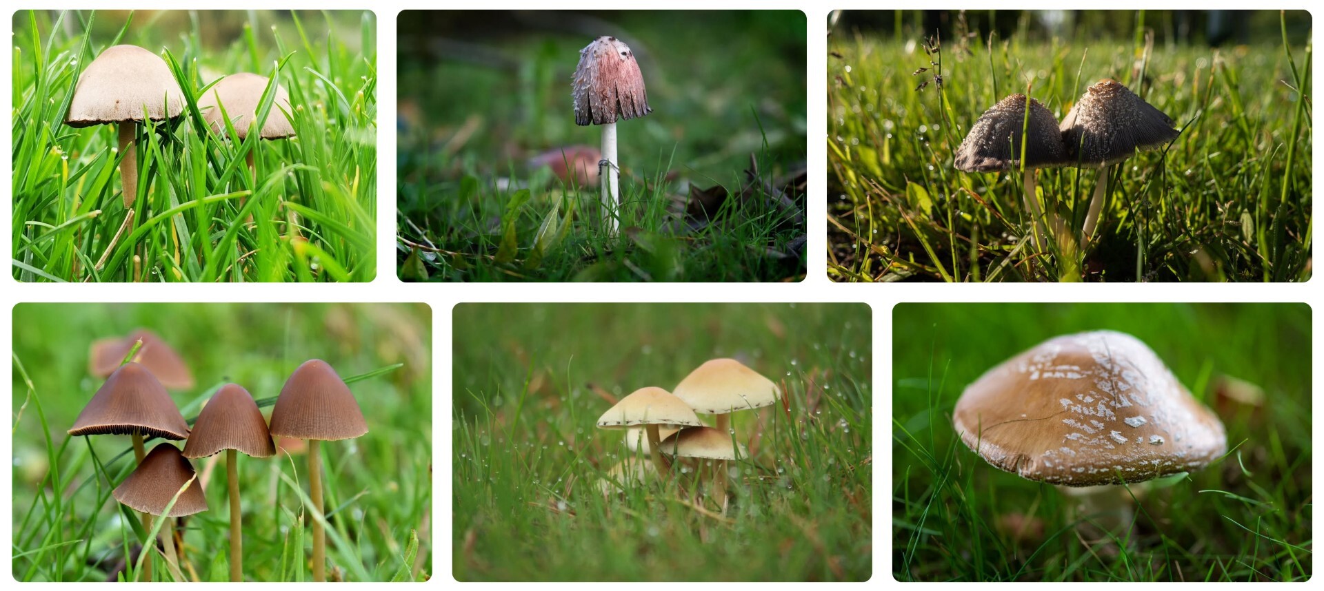 Waarom staan er paddestoelen in je gras en hoe haal je ze weg
