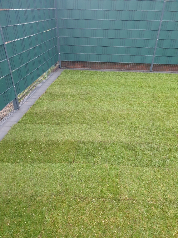 Zelf graszoden leggen in Veendam voor een perfect gazon