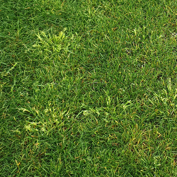 Vreemd onkruidgras in je gazon of grasveld