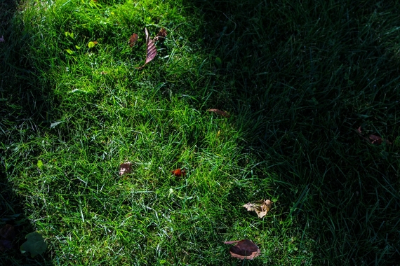 Gazon in de schaduw - oorzaak voor mos in je grasveld