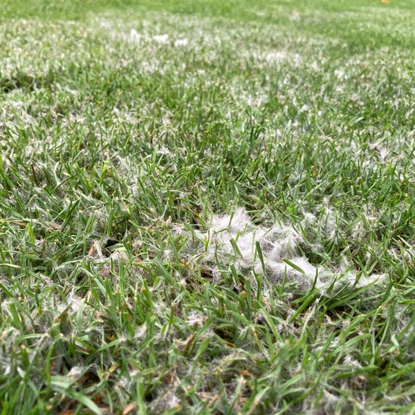 Witte waas of witte draden op het gras, schimmels die in de vorm van spinnenrag zich verspreiden over gras - kenmerken van sneeuwschimmel