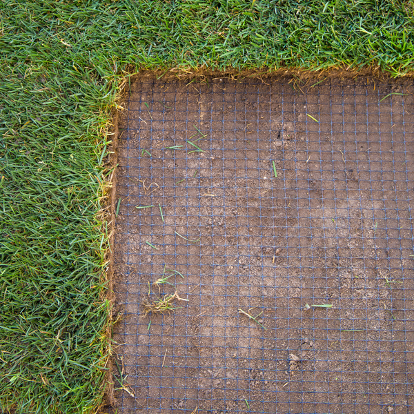 Mollengaas stock.jpg