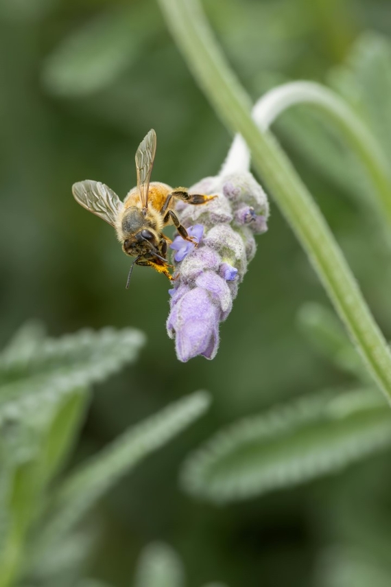 natuurlijke manieren om bijen te helpen in gazon
