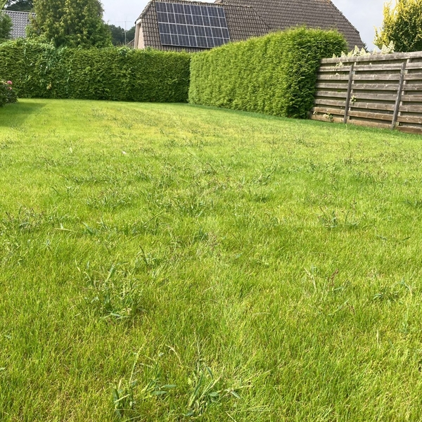 Hanepoot gras wild groot gras met lange bladeren aren of pollen onkruidgras met stengels (Groot) (Groot).jpg