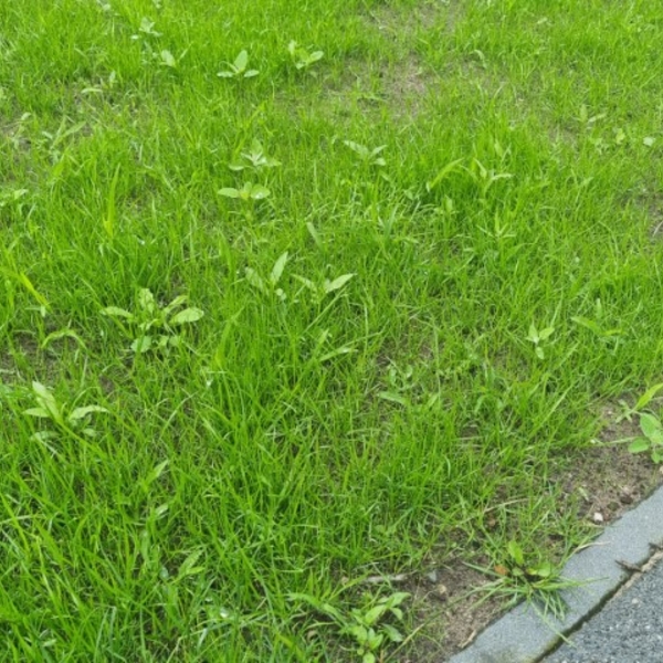 Onkruid in een vers gezaaide gras mat - wat is dit - wat te doen