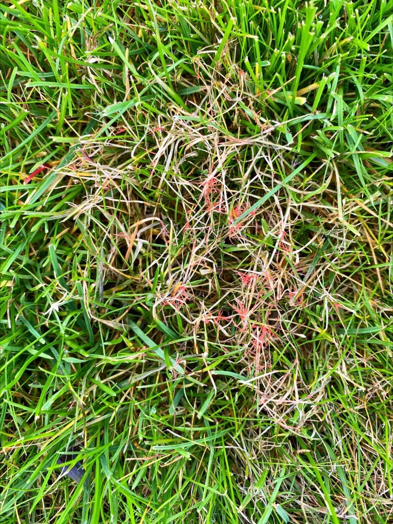 Gras met rode of bruine kleur verkleurd gazon vlekken met sliertjes (Groot).jpg