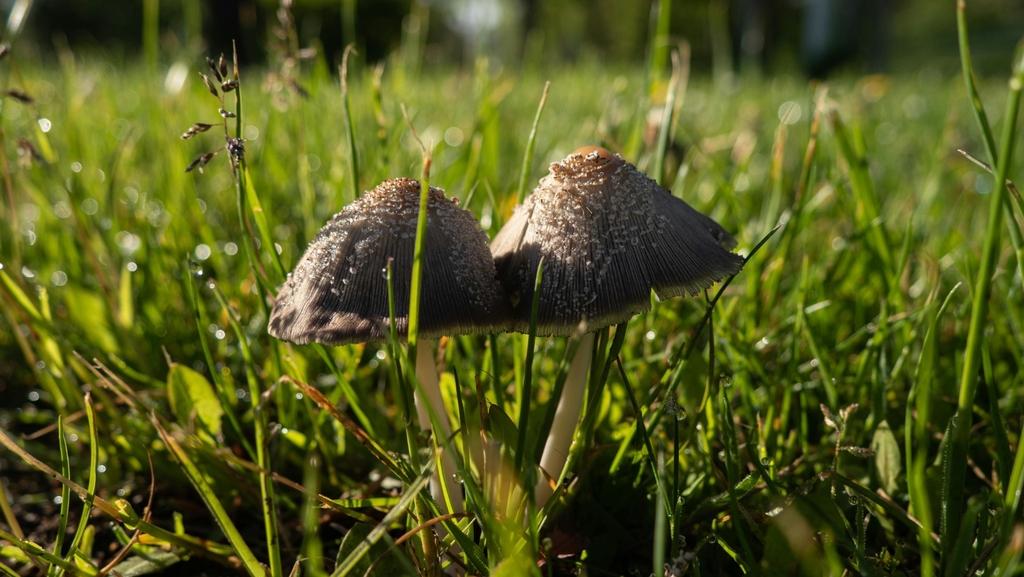 Paddestoelen in grasveld - hoe komt dat?