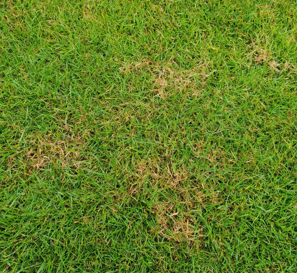 Vlekjes in je gazon van verkleurd gras? Kijk nog eens even goed? Misschien is het rooddraad schimmel.