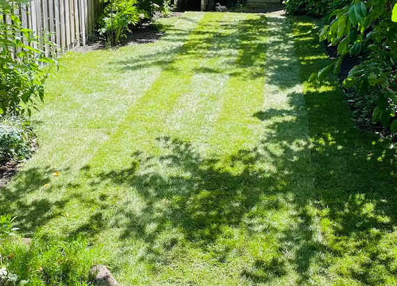 Graszoden levering in Gelderland - geleverd in Tiel - rollen kant en klaar gras