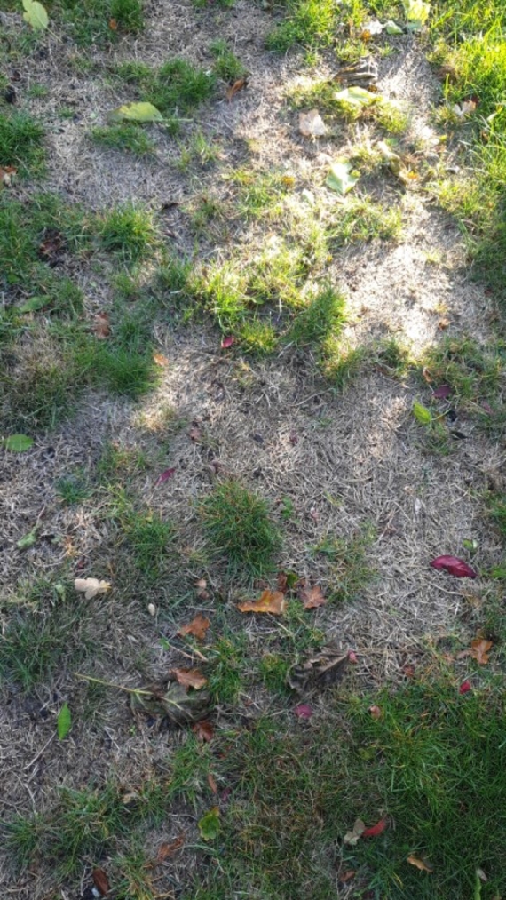 aangevreten graswortels door engerlingen geeft kale plekken in gazon