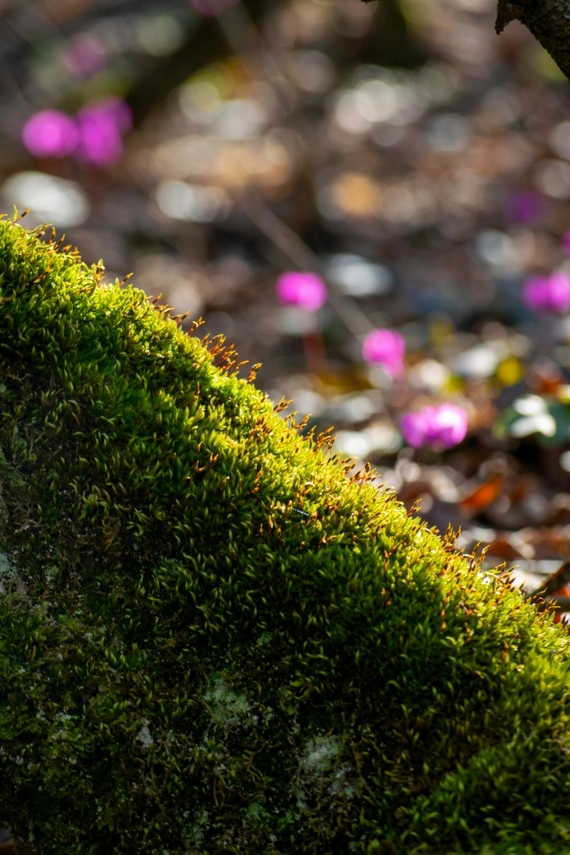 Mos als onderdeel van een mooie tuin wanneer mos laten zitten