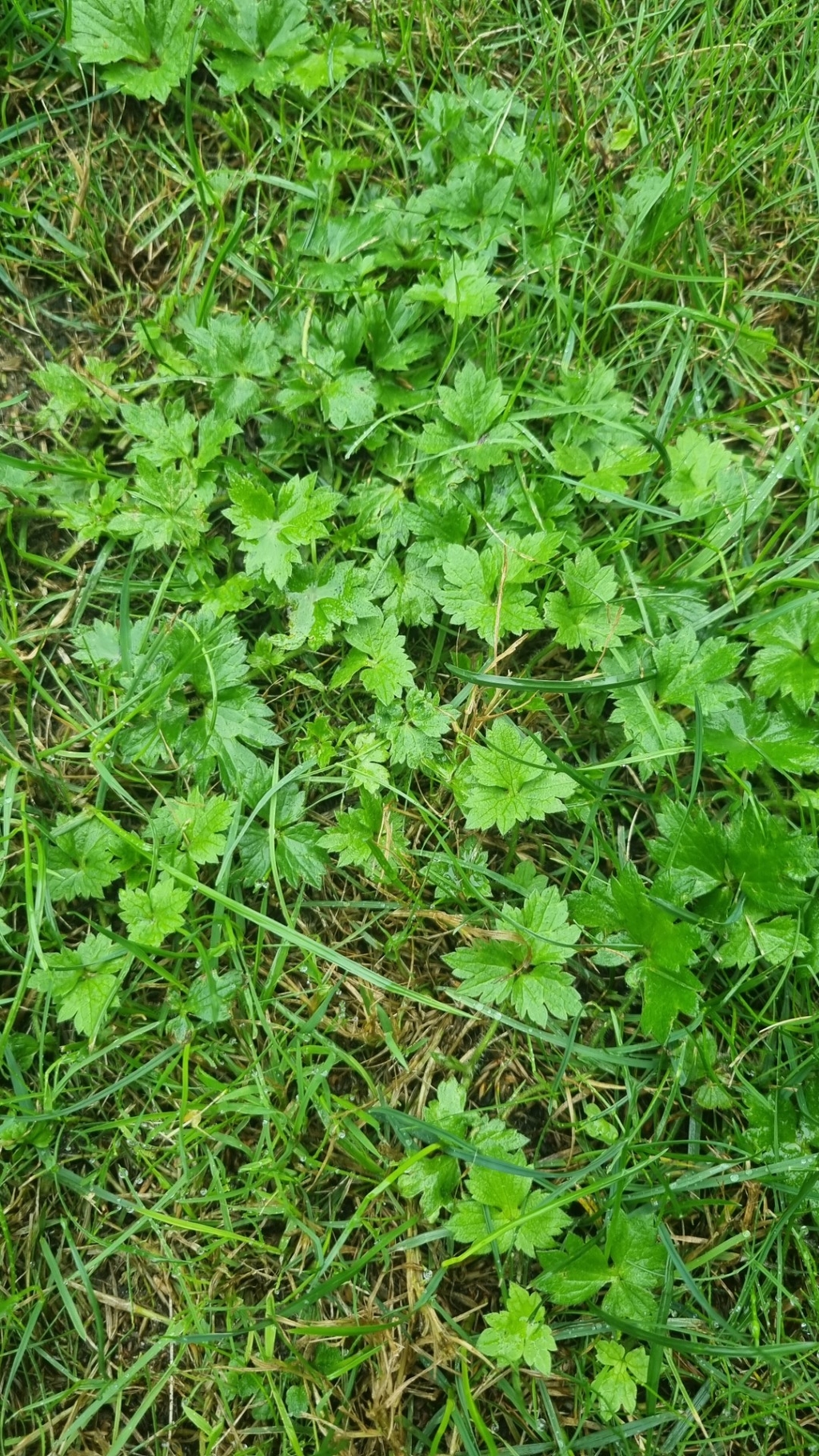 Kruidachtig plantje in je gazon - wat is dat?