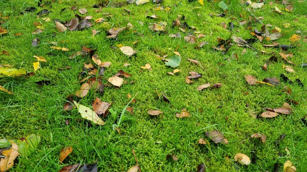 Mos in je gazon - hoe te verwijderen