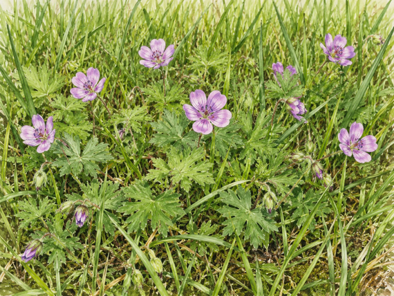 Bloeiende ooievaarsbek in je gazon - paarse bloemetjes met kruidachtig blad