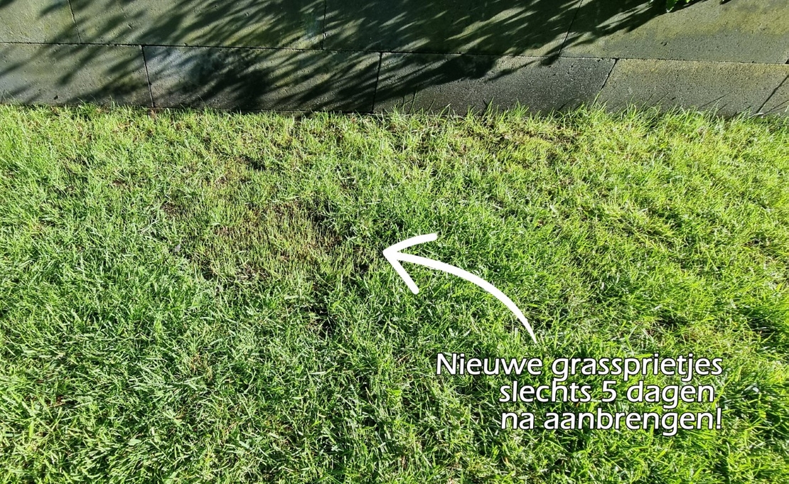 Voorgekiemde graszaadjes op kale plekken sprietjes in 5 dagen