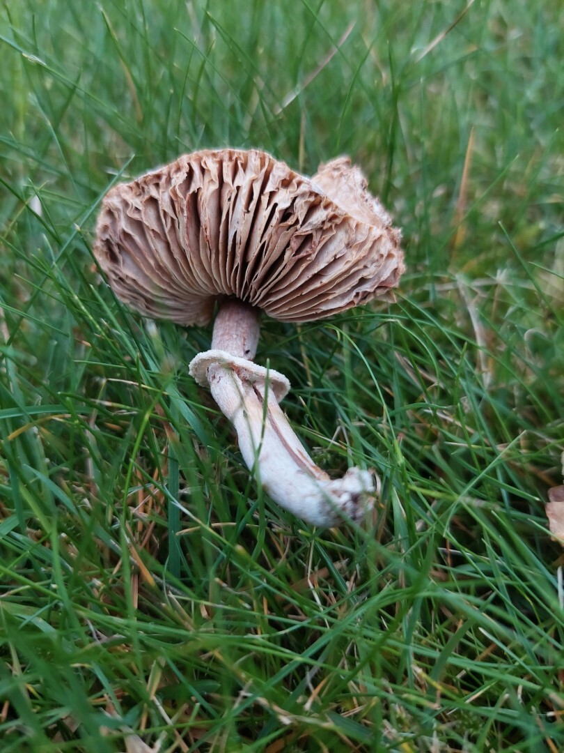 Wat als ik paddestoelen in mijn gras heb