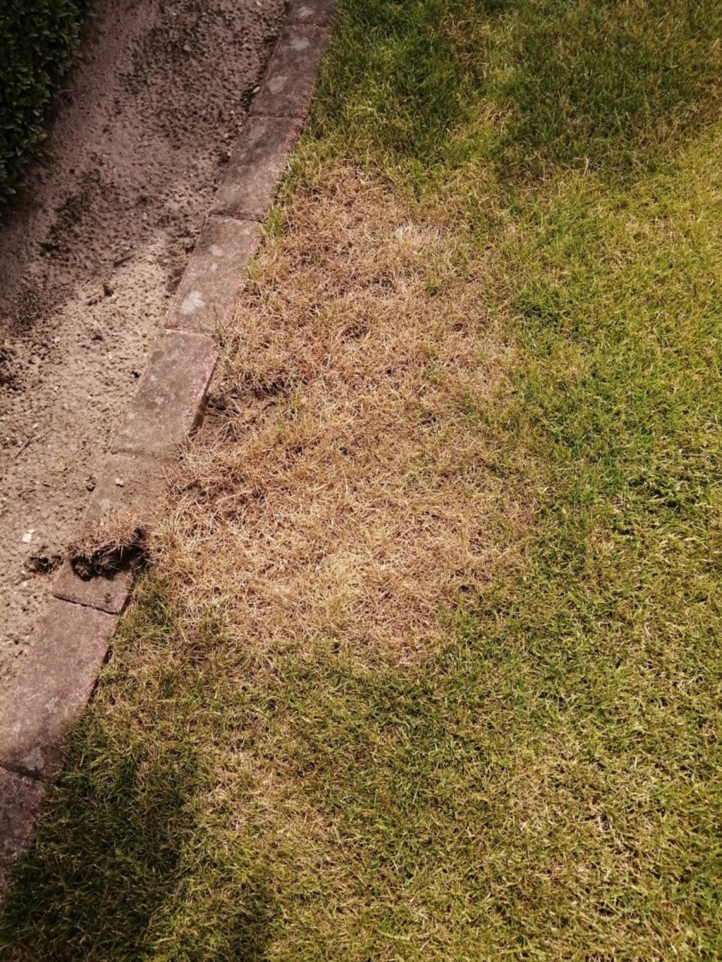 Kale plekken in gazon of grasmat - dood gras - gele of bruine vlekken