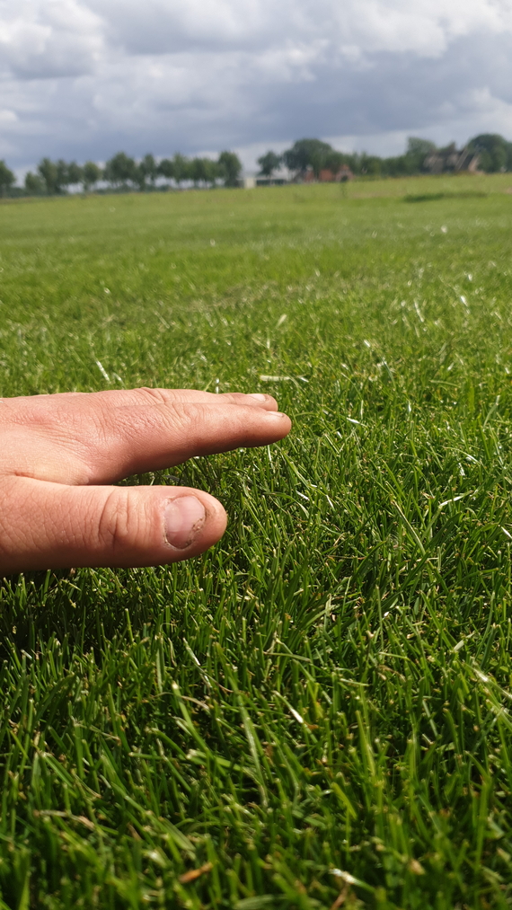 stad breda graszoden kopen kant en klaar gras op rol