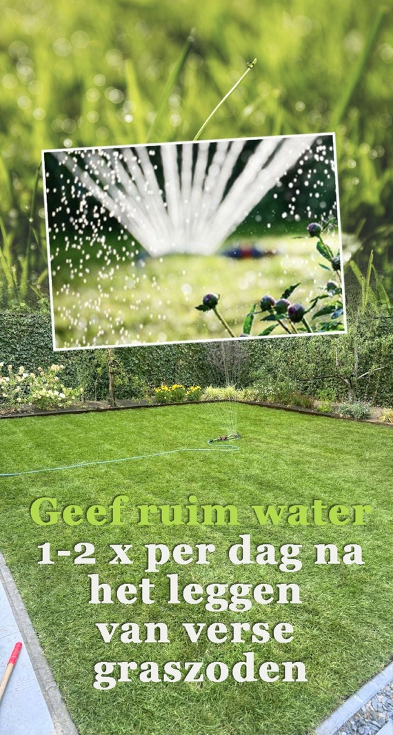 grasmat van grasrollen water geven na leggen hoe veel en hoe vaak besproeien van nieuw gazont