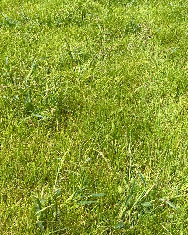 Hoog stuk vreemd gras in gazon of grasveld Hanepotengras verwijderen