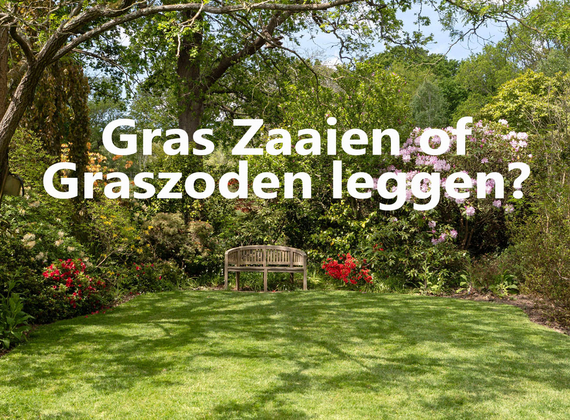 Gras zaaien of graszoden leggen vraag en antwoord keuze maken kiezen opties voordelen en nadelen kosten.jpg