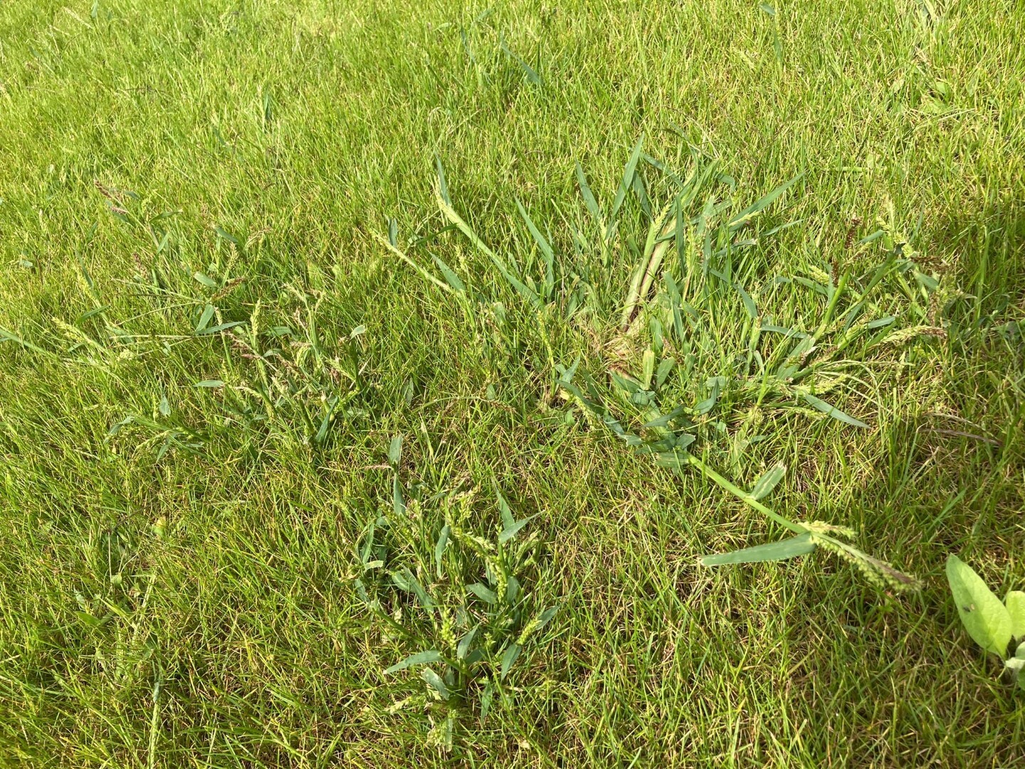 Hanepoot gras wild groot gras met aren of pollen onkruidgras met stengels (Groot).jpg