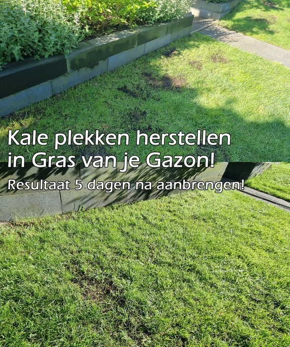 Lelijke plekken in grasveld hersteld met ontkiemd graszaad