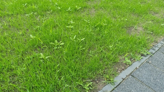 Onkruid in vers gezaaid gazon graszaad nadelen vogels wild gras (Klein).jpg