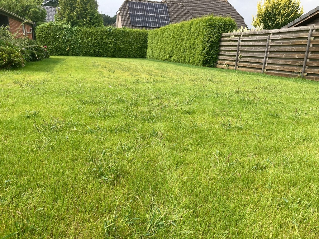 Hanepoot gras wild groot gras met lange bladeren aren of pollen onkruidgras met stengels (Groot) (Groot).jpg