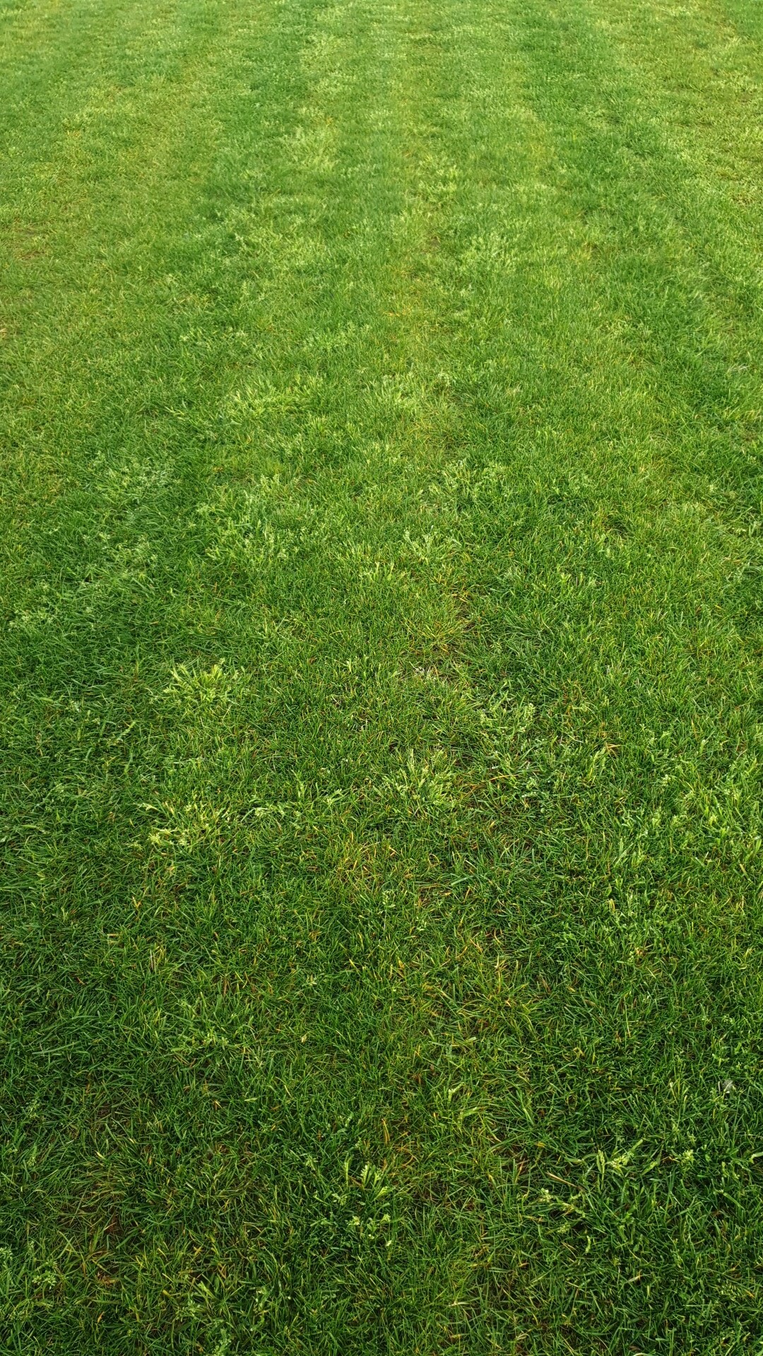 licht groen wild gras onkruidgras in gazon of grasveld
