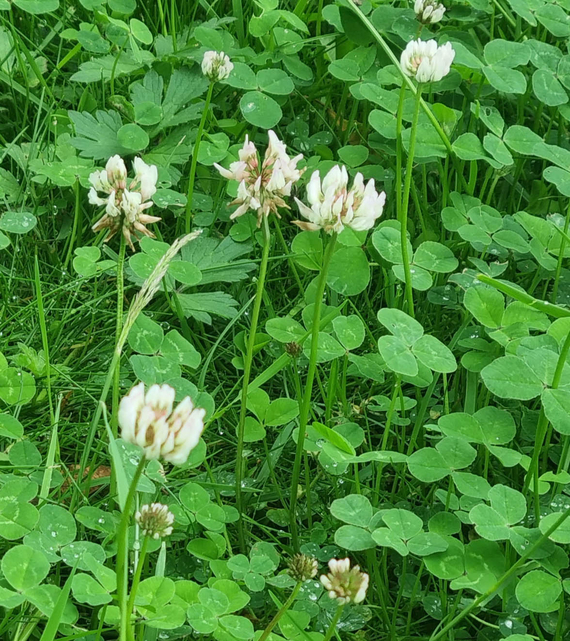 witte bloemetjes in je grasveld en klein klavertje