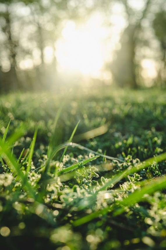 mos in grasveld - mos in gazon oorzaak en behandeling