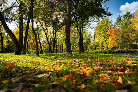Gazon voeding herfst mest najaarsvoeding winterklaar grasveld gras speelveld (Middel).jpg