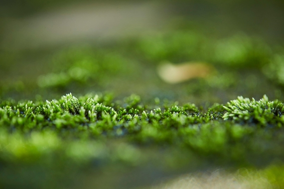 Wat is mos eigenlijk? Mos in je tuin, wat is het?